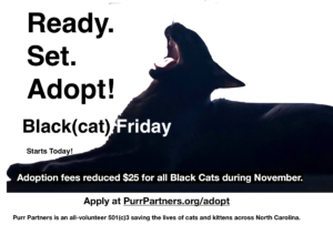 Cats For Adoption | Purr Partners